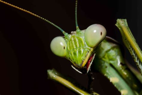 porno mantis|mantis